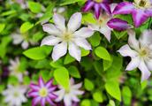 The clematis of tall Yan Zhi, conserve has made spring this when, grow rate is rapid, blossom explod