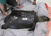 Disastrous loss! China survives death of turtle of spot of a female only, the whole world remnant 3