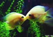 Kiss each other because of two fish and get a name