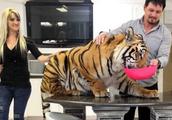 Tiger of provide for the aged of south Africa couple does pet, the part that spends 