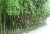 房前不能种竹子？懂风水进。