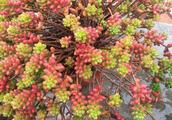 Red-spotted stonecrop division is belonged to, time apricot division is belonged to, cactus division
