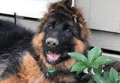 20 pieces of pictures let you know, why so much person loves to raise German sheperd dog!