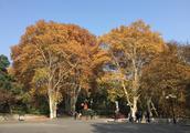 Wuhan university layer forest picturesque numerous students serves the peaceful campus beautiful sce