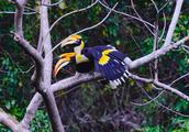 Hornbill -- our country only Yunnan western and do