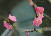 flower open white pollen to spend safflower to spend Hua Yanli