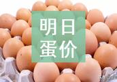 Tomorrow (on April 5) egg price is forecasted