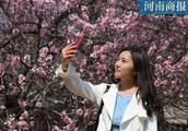 Peach blossom of Zhengzhou university hill blooms,