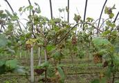 This disease destroys the grape leaf, destroy frui