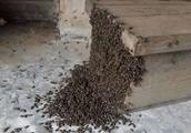 Bee colony divides the omen before bee, valued, do not step on thunder