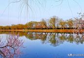 Spring scenery shows suddenly, the Summer Palace on the west too many beautiful things of bank peach
