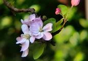 Tianjin university Chinese flowering crabapple blooms, full garden confused fragrant ｜ proper season