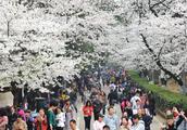 Wuhan university greets the height that admire cherry