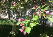 Tianjin university opens day, 40 thousand people look midget crabapple, we also come add trouble to,