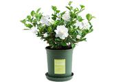 Cape jasmine spends petal, do not blossom, how to solve