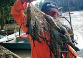 The prawn of Mekong ran rampant, length can amount to 1 meter, local: Be badly in need of eating goo