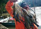 The prawn of Mekong ran rampant, length can amount