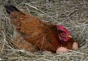 Why after the hen lays, like to cry aloud? Be to remind us to collect an egg?