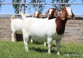 The purity of wave Er goat is comparative, which a