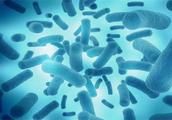 The bacterium affects our lifetime, began from ovu