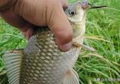 Midspring decharge angles big crucian carp, folk i