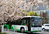Qingdao oriental cherry blooms optimal admire the 