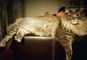 "Feline bound carries handle, tender gigantic Mi 