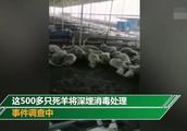 500 sheep one night is cruel kill, doubt is like t