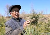 Farmer of 7 a period of ten days spends ten savings to cultivate Korean pine, after 15 years give a