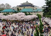 Wuhan university: Admire cherry " current limliti
