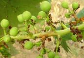 The grape destroys the disease with the most severe fruit, look how to be treated
