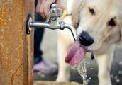 Although water is the source of life, but drink much also can have a problem, how does dog dog just