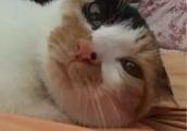 豐城房價2016是否會繼續下跌