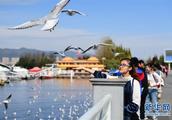 Red mouth gull flies 34 years continuously face Yunnan Kunming live through the winter