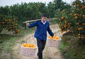 His sweet orange sells 60 yuan / jin! You know sou