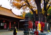 Jinan drips the ginkgo of fabaceous temple, beauti