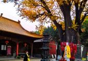Jinan drips the ginkgo of fabaceous temple, beautiful go up chiliad