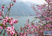 Peach blossom of 3 gorge spring day are red