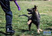 Police dog of first clone of Chinese is formal 