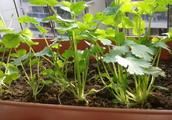 The balcony plants spring, caraway of a year need 