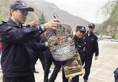  Zuo  city police investigates 4 to domesticate illegally the nest nods 112 feral birds to put fly