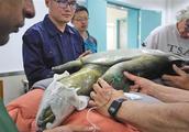 China dies after turtle of exclusive female spot is test-tube