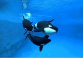 The natural enemy of blue whale is discovered, the first is a killer whale, the 2nd destroys force m