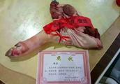 One person is diligent study is good, family honor has pig foot! The school rewards hoof of student