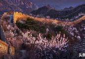Yang Dong of Great Wall cameraman: 4 days of 3 night, film flower of apricot of Beijing conciliatory