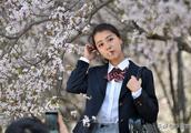 Zhengzhou university oriental cherry blossoms as scheduled the flower issues belle undergraduate bus