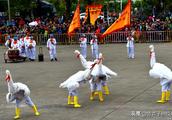 Inheritance dance of 3 kitchen crane, imitate white crane festival and lovely, expressive is to rece
