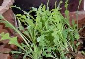 Papaverous seedling sells when green vegetables! R