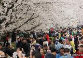The oriental cherry of Wuhan university left! Wait