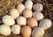 Man-made egg camouflage comes out into earthy egg,